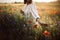 Woman in rustic dress gathering  poppy and wildflowers in sunset light, walking in summer meadow. Atmospheric authentic moment.