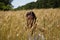 Woman in rye. field of spikelet. summer wheat field. Ukrainian nature in summer. girl in Ukraine. corn culture harvest. Wheat