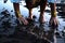 A woman\'s bare feet and hands with luxury bracelets and rings in a dirty puddle of black mud