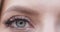 Woman`s eye in close-up. Greyish green female eye blinking at camera.