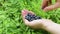 Woman\'s hand with blueberries