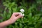 Woman`s hand with a camomile