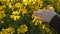 Woman`s Hand Caressing Sunny Rapeseed Canola Field Crops Slow Motion 4K