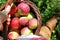Woman\'s Hand Carrying Basket of Freshly Harvested Apples