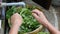 A woman`s hand cleaning green vegetable leaves in faucet dirty kitchen.