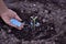 A woman`s hand of a farmer pours fertilizer into a hole with a planted green seedling. Background