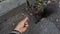A woman`s hand feeds a black squirrel with cracked nuts in slo-mo