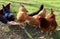 Woman`s hand feeds grazing chickens