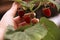 Woman`s hand gather raspberries on a bush. Closeup of raspberry cane. Summer garden in village. Growing berries harvest