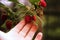 Woman`s hand gather raspberries on a bush. Closeup of raspberry cane. Summer garden in village. Growing berries harvest