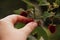 Woman`s hand gather raspberries on a bush. Closeup of raspberry cane. Summer garden in village. Growing berries harvest