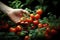 A woman\\\'s hand gently caresses bunches of red tomatoes. Generative AI