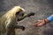 Woman\'s hand gives seeds to monkey