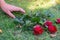 Woman`s hand grabbing red roses flower on green grass field background