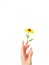 The woman`s hand gracefully holds the yellow rudbeki flower or coneflower against a white background. Gift card. A place