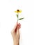 The woman`s hand gracefully holds the yellow rudbeki flower or coneflower against a white background. Gift card. A place