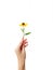 The woman`s hand gracefully holds the yellow rudbeki flower or coneflower against a white background. Gift card. A place