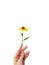 The woman`s hand gracefully holds the yellow rudbeki flower or coneflower against a white background. Gift card. A place