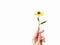 The woman`s hand gracefully holds the yellow rudbeki flower or coneflower against a white background. Gift card. A place