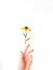 The woman`s hand gracefully holds the yellow rudbeki flower or coneflower against a white background. Gift card. A place