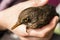 A woman`s hand grasps a calm female blackbird bird