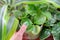 Woman`s hand with green thumb touching potted plant