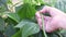 Woman`s Hand Harvested Bush Green Beans