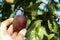 Woman`s hand harvests plums. Plum fruit on plum tree.