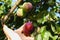 Woman`s hand harvests plums. Plums fruits on plum tree.