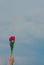 A woman`s hand is holding a bouquet of bright red tulips