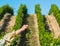 Woman\'s hand holding a bunch of grapes with Orderly rows of grapes ripening in the glow of the setting sun