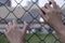 Woman`s hand holding on chain link fence.