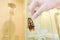 Woman\'s Hand holding cockroach on toilet background