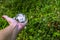 Woman`s hand holding a crystal ball with white reflected flowers in it