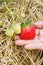 Woman\'s hand holding a fresh strawberry growing on the vine.