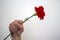 Woman`s hand holding a red carnation with raised fist. Revolution concept