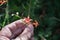 Woman`s hand holding Scarlet Gilia Flower