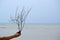 Woman`s hand holding a soft sea coral Leptogorgia washed out on the beach.