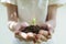 Woman`s hand holding sprout plant, seedling plant in ground. Saving earth and planting tree