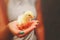 Woman`s hand holding a yellow chick