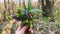 A woman\\\'s hand holds a bouquet of the first spring forest flowers in the forest