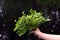 woman\'s hand holds a collected bouquet of blueberries with ripe berries on the background of the forest.