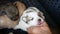 Woman's hand holds the face of a stray puppy in a shelter. Abandoned puppies.