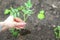 A woman`s hand holds a green seedling tomato. a girl with a lilac manicure. gardening, working in the garden