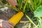 A woman& x27;s hand holds a knife and cuts ripe yellow zucchini growing in the garden. Picking zucchini in the garden