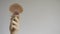 Woman`s hand holds Mexican Flat Seashells on  background