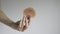 Woman`s hand holds Mexican Flat Seashells on  background