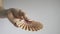 Woman`s hand holds Mexican Flat Seashells on  background