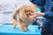 A woman\'s hand holds the muzzle of a Pomeranian to demonstrate a haircut in a rack