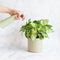 Woman\\\'s hand holds sprayer and waters young indoor plant Syngonium Arrow in ceramic pot on light background.